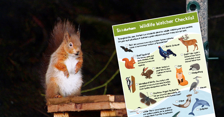 Red Squirrel and the wildlife watched checklist